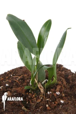 Orchid 'Oncidium Waluewa'