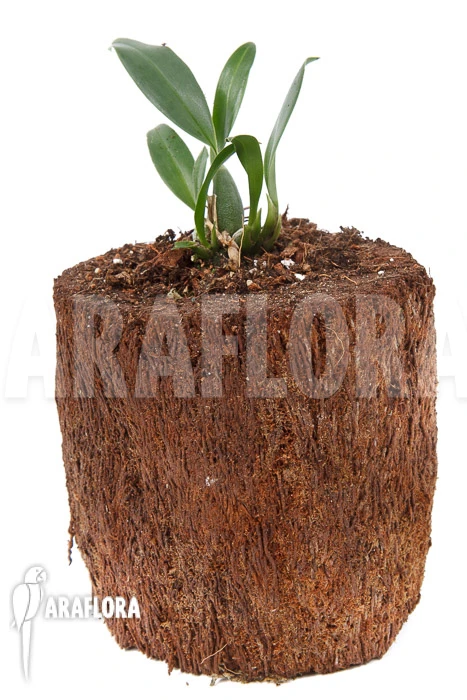 Orchid 'Oncidium Waluewa' 2 Orchid 'Oncidium Waluewa' - Image 2