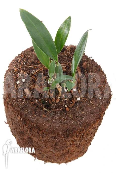 Orchid 'Oncidium Waluewa' 3 Orchid 'Oncidium Waluewa' - Image 3