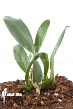 Orchid 'Oncidium Waluewa' 7 Orchid 'Oncidium Waluewa' -Green Haven Sales Store Oncidium waluewa 4