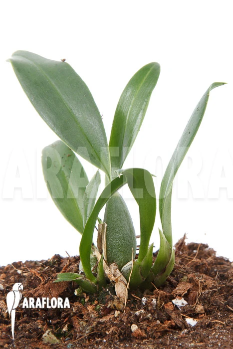 Orchid 'Oncidium Waluewa' 4 Orchid 'Oncidium Waluewa' - Image 4