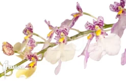 Orchid 'Oncidium X Popcorn'