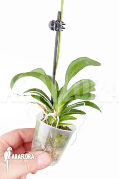 Orchid 'Oncidium X Popcorn' -Green Haven Sales Store Oncidium x Popcorn 3