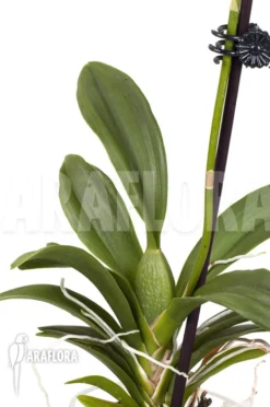 Orchid 'Oncidium X Popcorn' -Green Haven Sales Store Oncidium x Popcorn 5