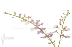 Orchid 'Oncidium X Popcorn' -Green Haven Sales Store Oncidium x Popcorn 6