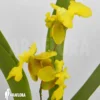 Orchid 'Oncidium X (Lemon Surprise)'