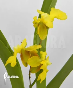 Orchid 'Oncidium X (Lemon Surprise)'