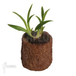 Orchid 'Oncidium X (Lemon Surprise)' -Green Haven Sales Store Oncidium x Lemon surprise 2