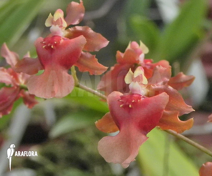 Orchid 'Oncidium X Hybride (red Orange)' 1 Orchid 'Oncidium X Hybride (red Orange)'