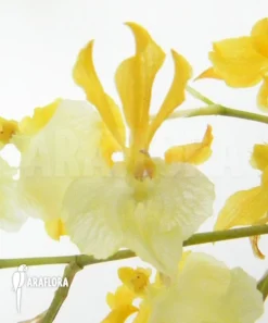 Orchid 'Oncidium X (Super Parfume)'