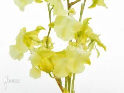 Orchid 'Oncidium X (Super Parfume)' -Green Haven Sales Store Oncidium x Super parfume 5