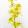 Orchid 'Oncidium X Super Yellow Parfume'