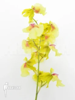 Orchid 'Oncidium X Super Yellow Parfume'