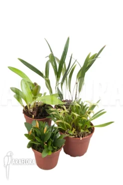 Orchid Mini Botanical 4 Species