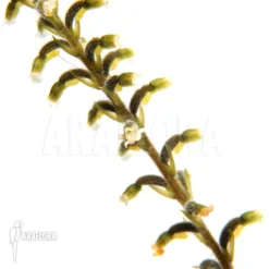 Orchid 'species Akopan Tepui'