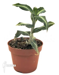 Orchid 'species Akopan Tepui' 8 Orchid 'species Akopan Tepui' -Green Haven Sales Store Orchid species Akopan Tepui 3