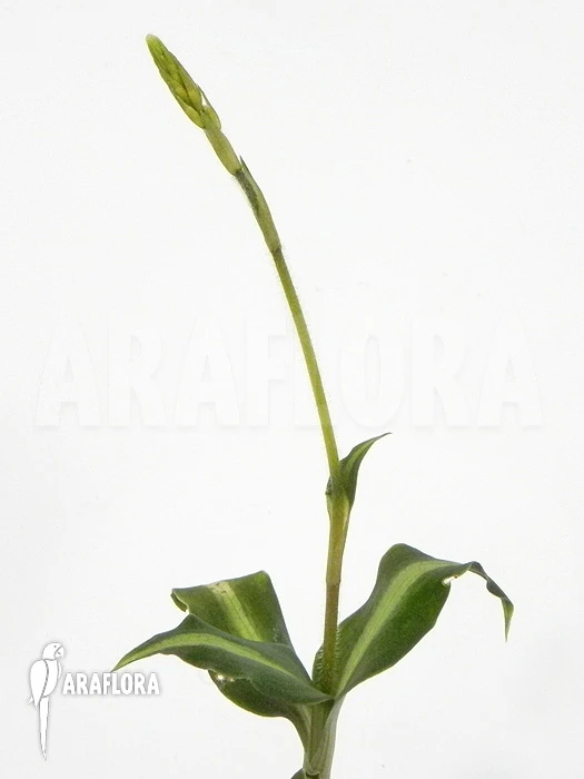 Orchid 'species Akopan Tepui' 5 Orchid 'species Akopan Tepui' - Image 5