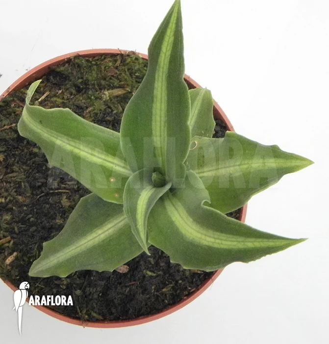 Orchid 'species Akopan Tepui' 6 Orchid 'species Akopan Tepui' - Image 6