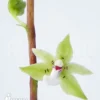Orchid Species C