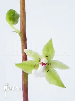 Orchid Species C
