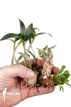 Orchid Starter Package Botanical 3