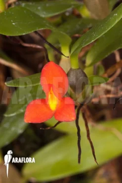 Orchid 'Ornithidium Sophronitis 'mounted' -Green Haven Sales Store Ornithidium sophronitis mounted 4