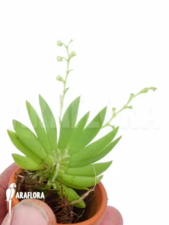 Orchid 'Ornithocephalus Species 'Ho02''