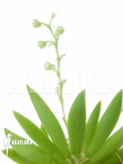 Orchid 'Ornithocephalus Species 'Ho02'' 5 Orchid 'Ornithocephalus Species 'Ho02'' -Green Haven Sales Store Ornithocephalus species Ho02 2