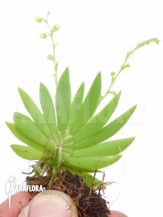 Orchid 'Ornithocephalus Species 'Ho02'' 2 Orchid 'Ornithocephalus Species 'Ho02'' - Image 2