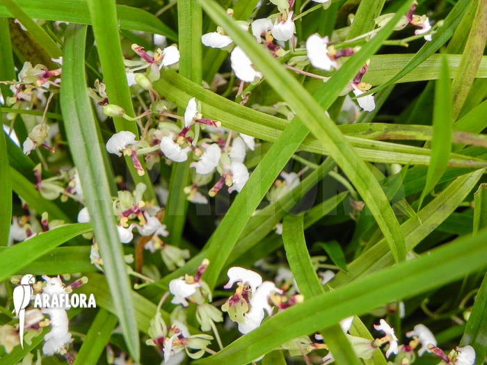 Orchid 'Ornithophora Radicans' 1 Orchid 'Ornithophora Radicans'