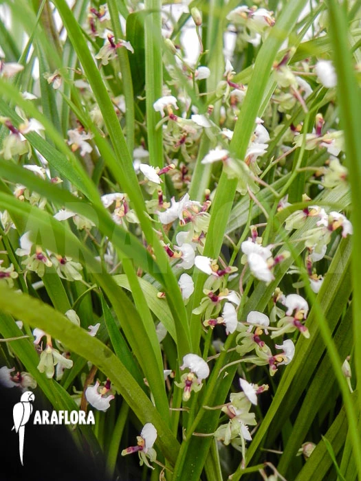 Orchid 'Ornithophora Radicans' 3 Orchid 'Ornithophora Radicans' - Image 3