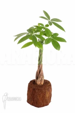 Pachira Aquatica 'M'