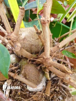 Antplant 'Pachycentria Constricta'