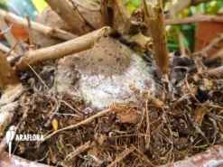 Antplant 'Pachycentria Constricta' -Green Haven Sales Store Pachycentria constricta 2