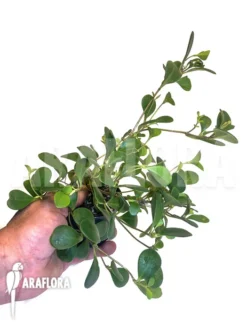 Antplant 'Pachycentria Glauca' 'M'