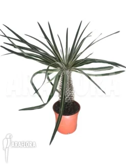 Madagascar Palm 'L' -Green Haven Sales Store Pachypodium lamerei L 2