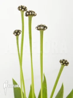 Paepalanthus Costaricensis -Green Haven Sales Store Paepalanthus costaricensis 4