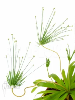 Paepalanthus Species Cerro Neblinae