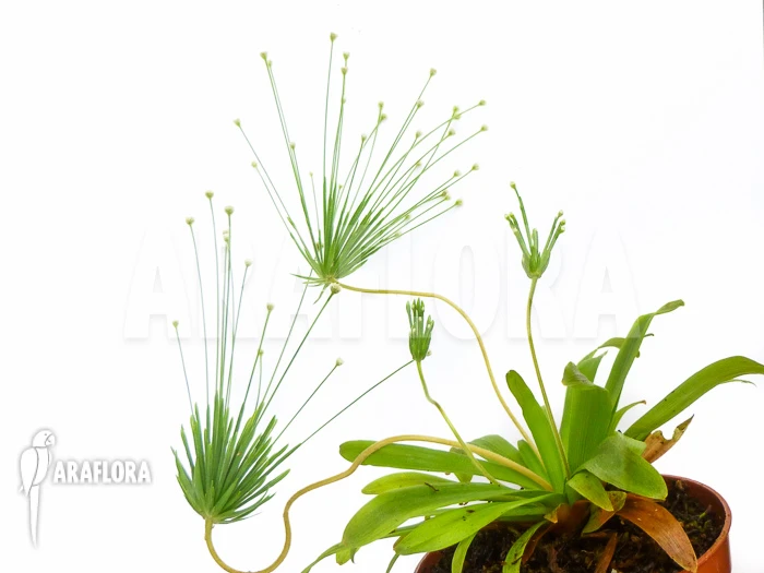 Paepalanthus Species Cerro Neblinae 2 Paepalanthus Species Cerro Neblinae - Image 2