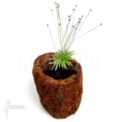 Green Haven Sales Store -Green Haven Sales Store Paepalanthus tortilis 2