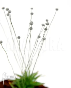 Paepalanthus Tortilis -Green Haven Sales Store Paepalanthus tortilis 4