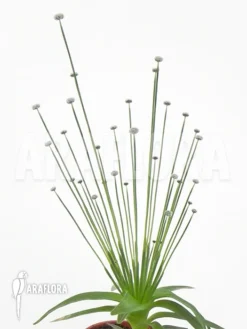 Paepalanthus Tortilis