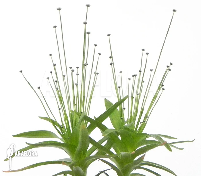 Paepalanthus Tortilis 'XL' 1 Paepalanthus Tortilis 'XL'