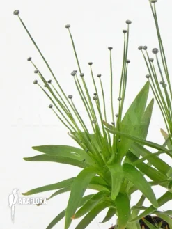 Paepalanthus Tortilis 'XL' 7 Paepalanthus Tortilis 'XL' -Green Haven Sales Store Paepalanthus tortilis XL 2