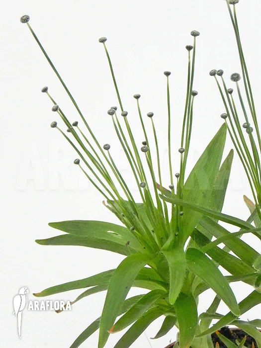 Paepalanthus Tortilis 'XL' 4 Paepalanthus Tortilis 'XL' - Image 4