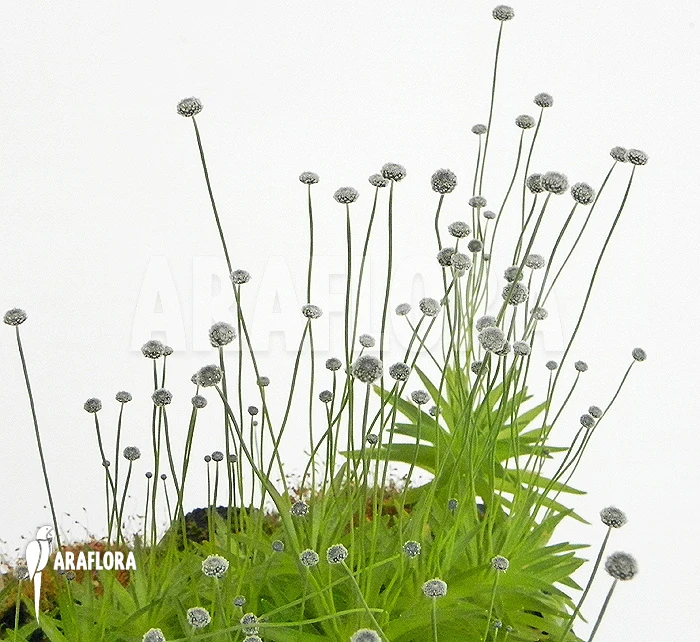 Paepalanthus Tortilis 'XL' 2 Paepalanthus Tortilis 'XL' - Image 2
