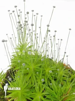 Paepalanthus Tortilis 'XL' 6 Paepalanthus Tortilis 'XL' -Green Haven Sales Store Paepalanthus tortilis XL 4