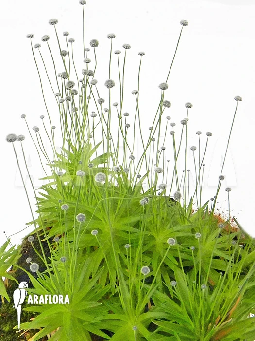 Paepalanthus Tortilis 'XL' 3 Paepalanthus Tortilis 'XL' - Image 3