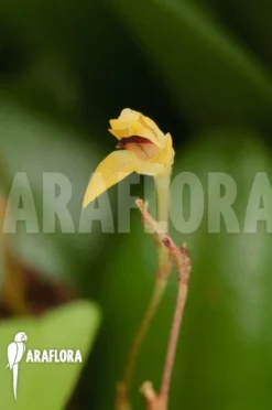 Orchid 'Panmorphia Minutalis'