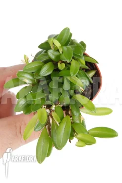 Orchid 'Panmorphia Minutalis' -Green Haven Sales Store Panmorphia minutalis 2